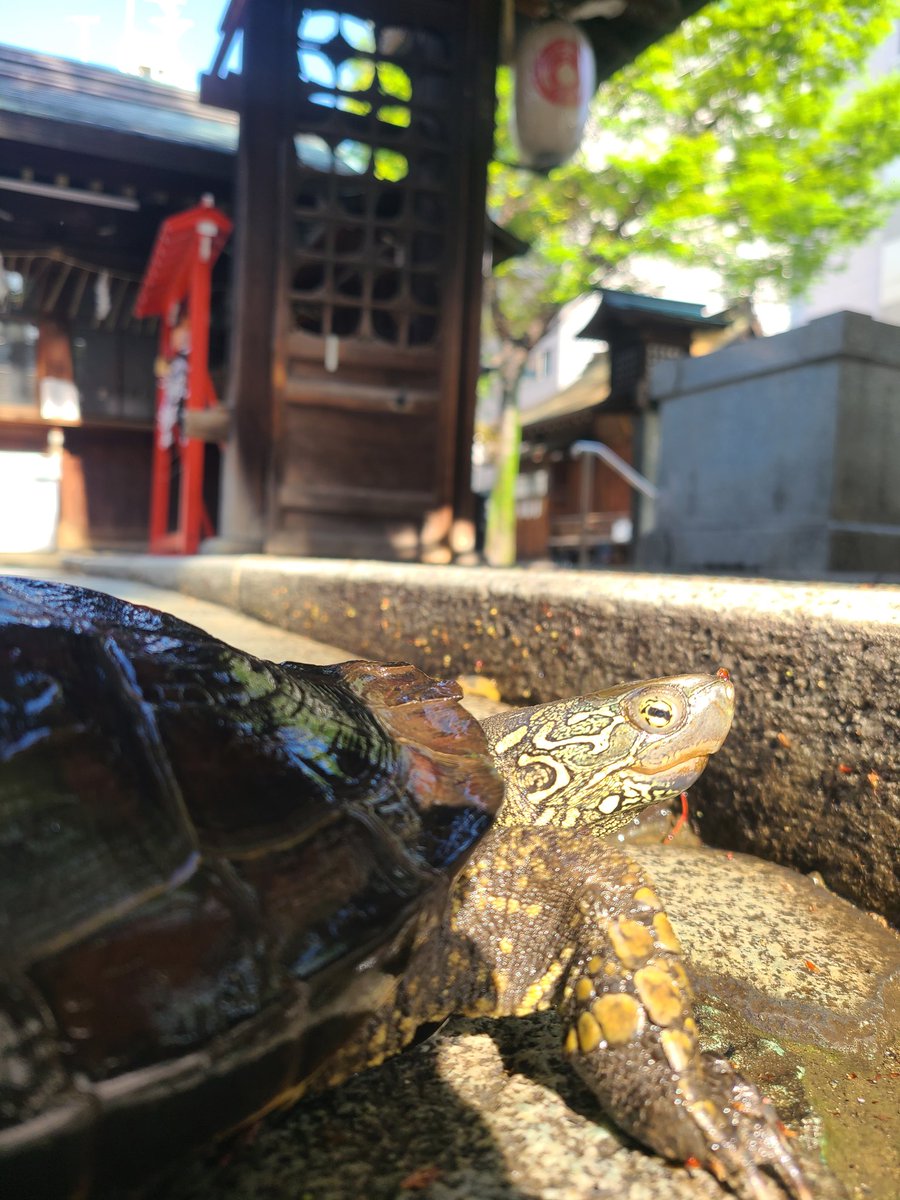 朝んぽ🐢
みんなおはよう✨