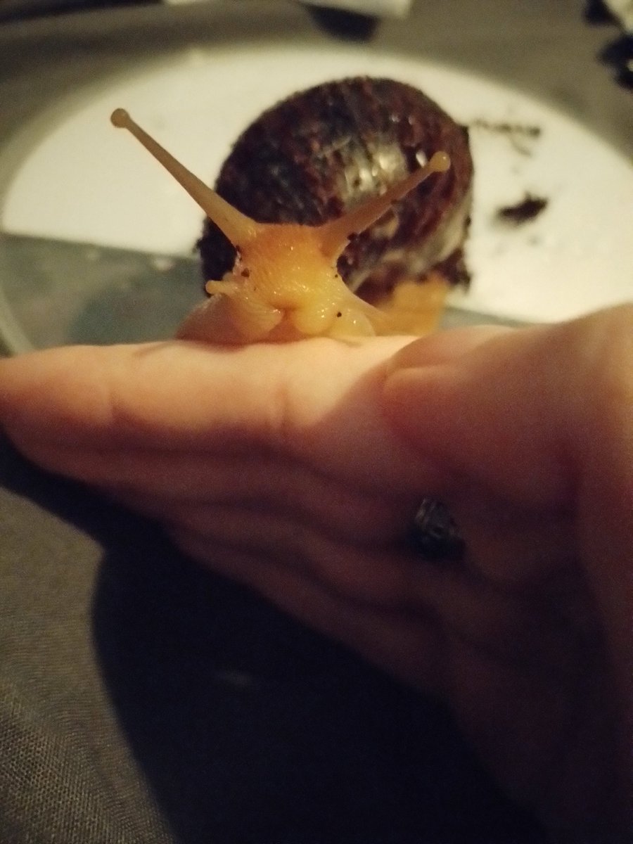 Damdalion tweet media