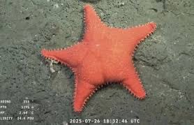 Daniela Salazar tweet media