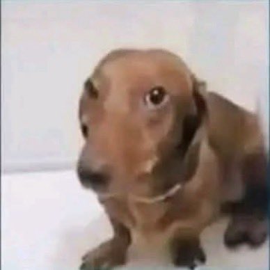 Theyarggbird tweet media