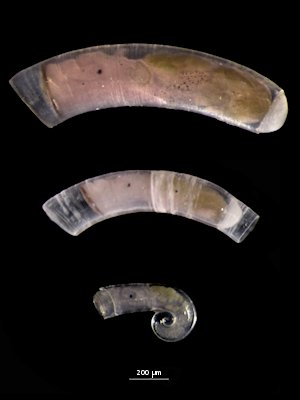 ii52 촉촉 좋아🐌🐚❤️ tweet media