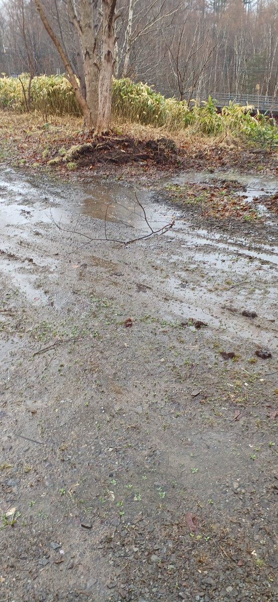 あみぃGames tweet media