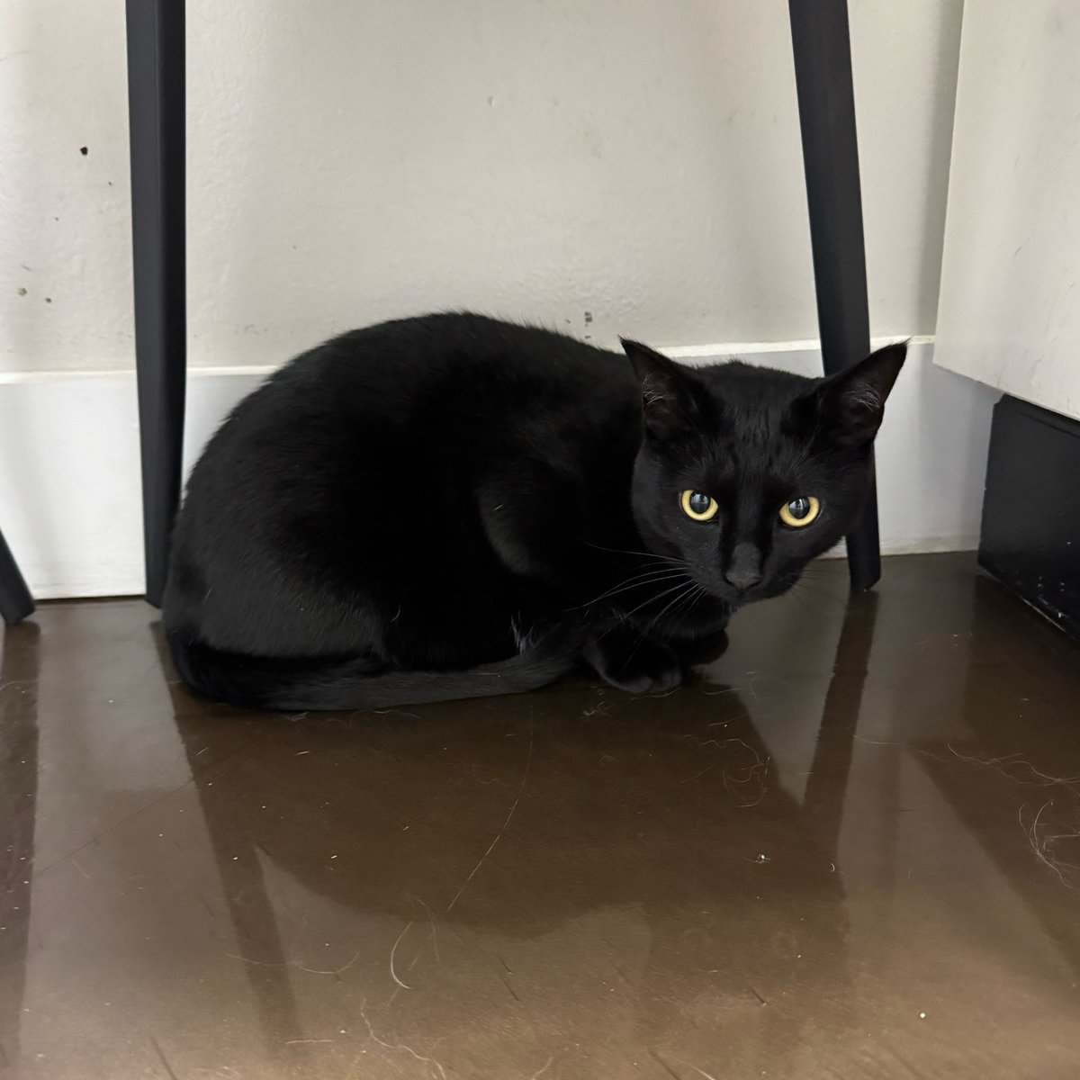 cassandra the cat ⏾ tweet media