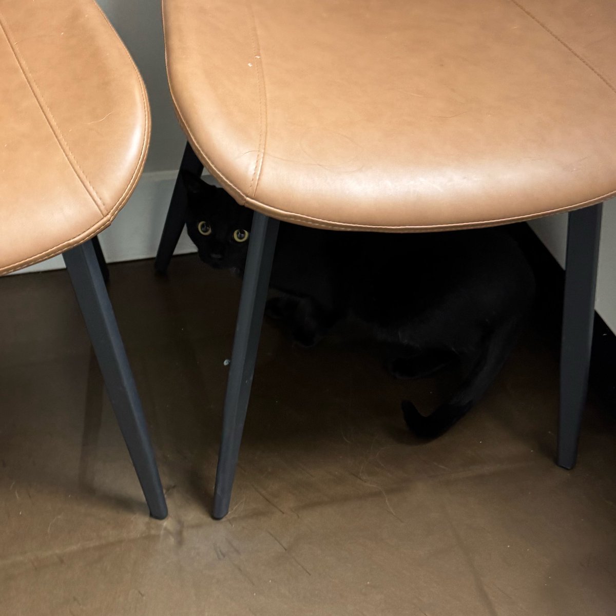 cassandra the cat ⏾ tweet media