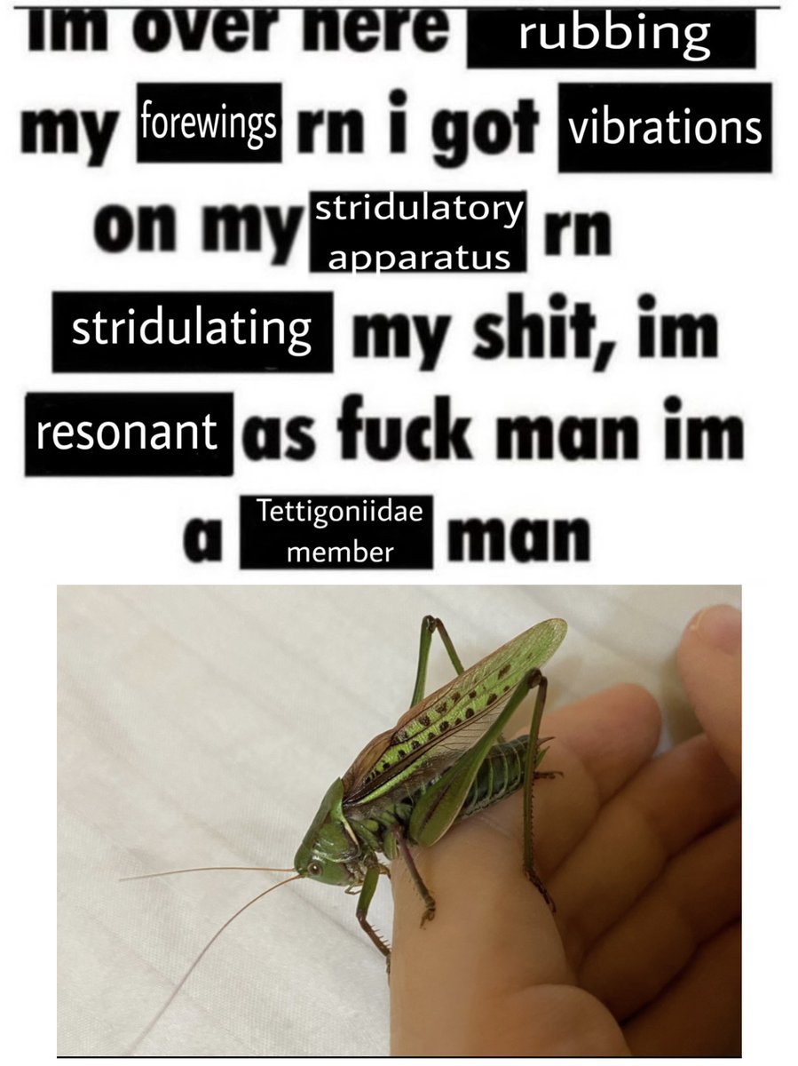 katydidposting 𓆧 tweet media
