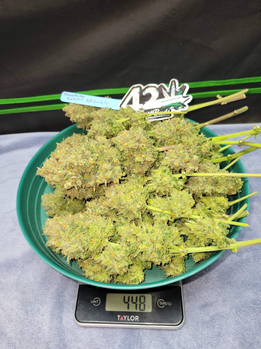 Cannabis Brasil tweet media