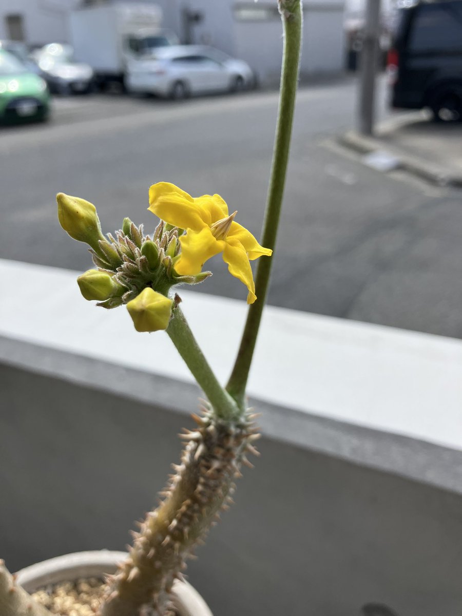 honobono92kobo's tweet photo. 晴れ☀️
本日靴教室は17時まで
見学可能です🉑

こんなキレイな
花が咲くとは…❗️

靴作りは今日も前進👞🔨

#湘南台
#靴作り
#習い事
#趣味
#新生活
#春の力 https://t.co/CUFa2rUTQn