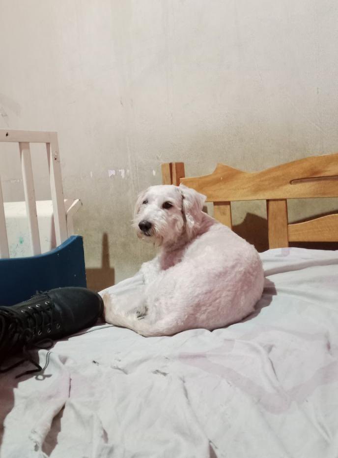 Alerta me perdi tweet media