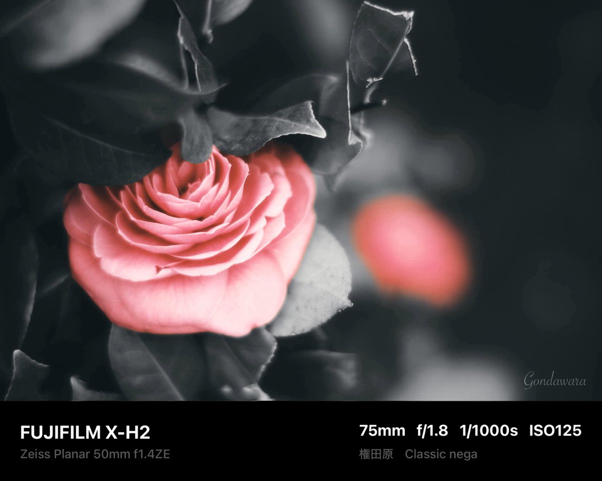 loqg78's tweet image. まだ早いけど、今年買った物で
ノスタルトーンBLUEフィルター
は楽しいから良かったと思ってる😊📸

#fujifilm_xseries #XH2 #Zeiss #Planar50ZE
