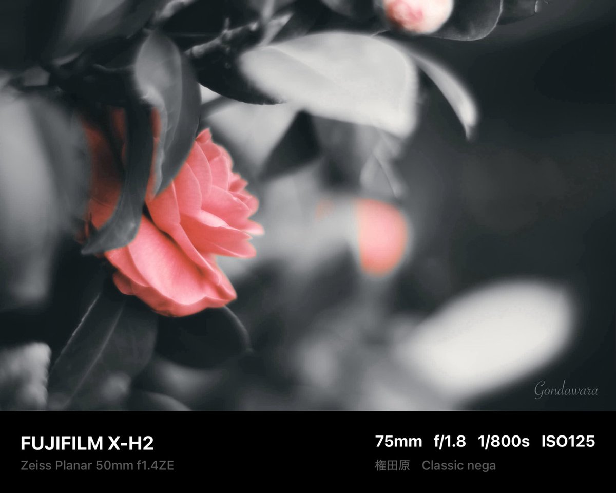 loqg78's tweet image. まだ早いけど、今年買った物で
ノスタルトーンBLUEフィルター
は楽しいから良かったと思ってる😊📸

#fujifilm_xseries #XH2 #Zeiss #Planar50ZE