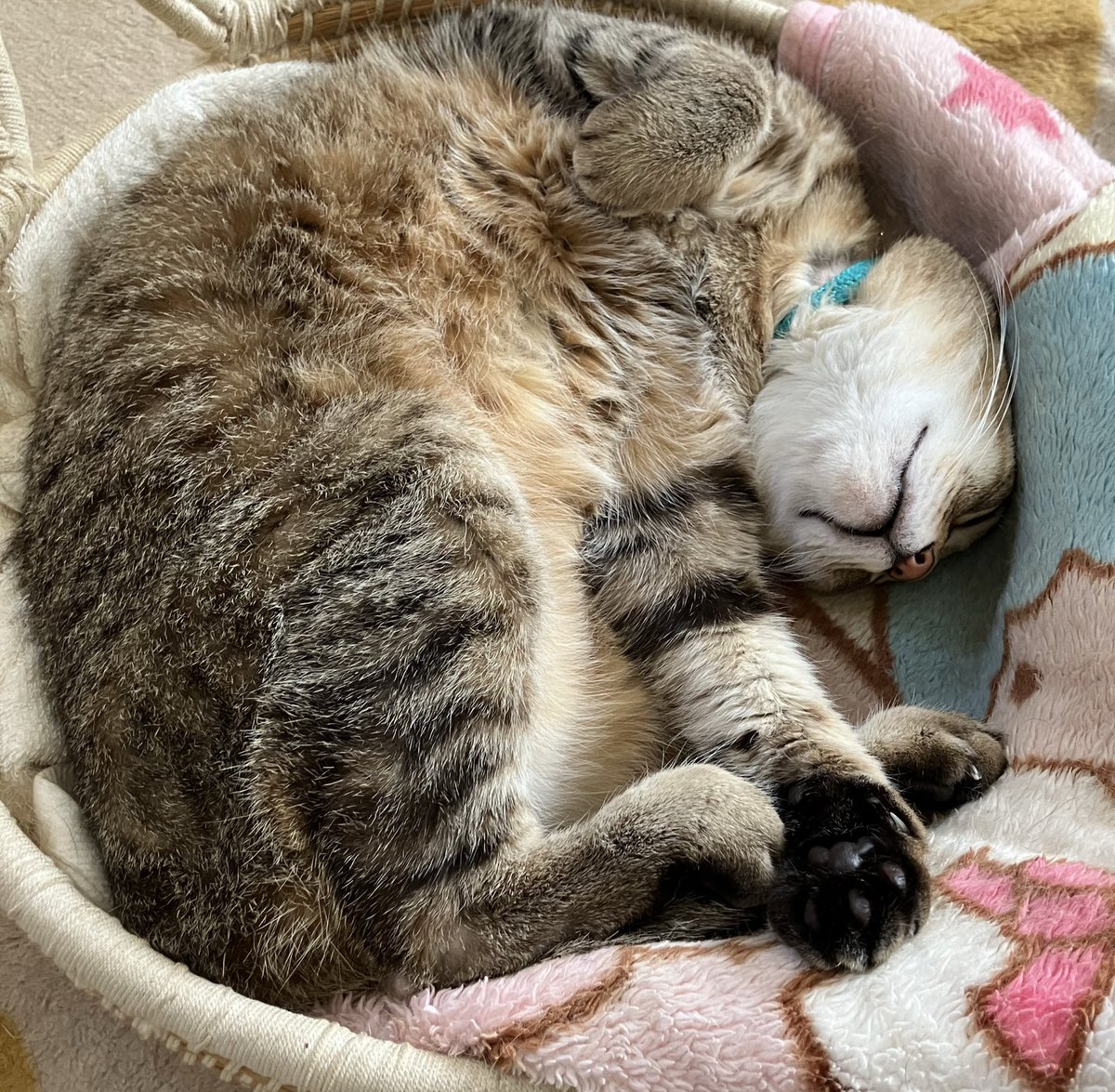 ご案内係のベー嬢
明日4/12はさくらの部屋
占いの日です
よろしくお願いします
今日はお休みょ💤