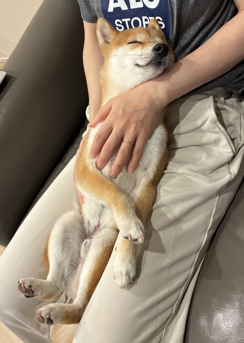 豆柴ちっくん tweet media