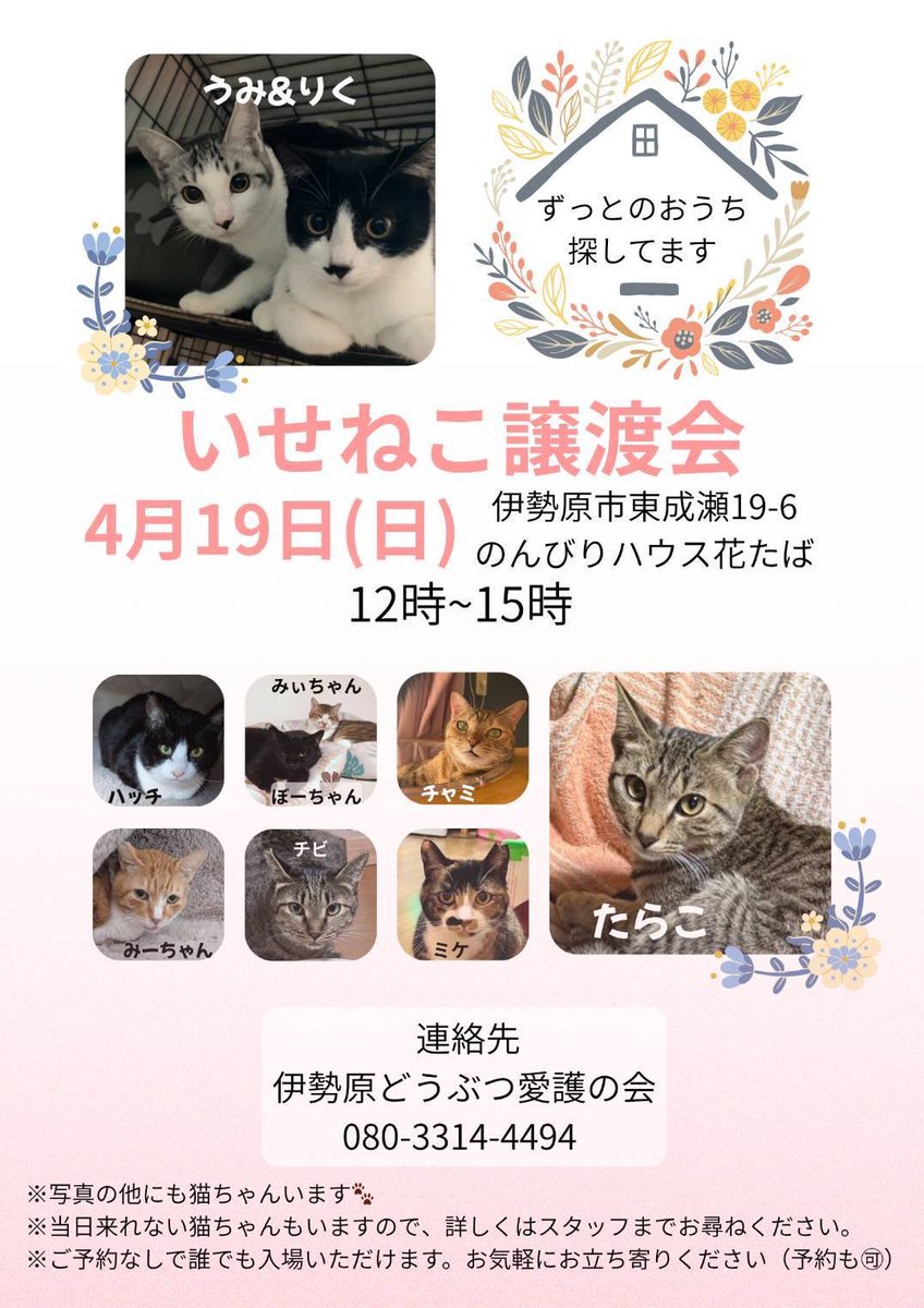 いせねこ(NPO法人 伊勢原どうぶつ愛護の会) (@isehara_cat) / Posts / X