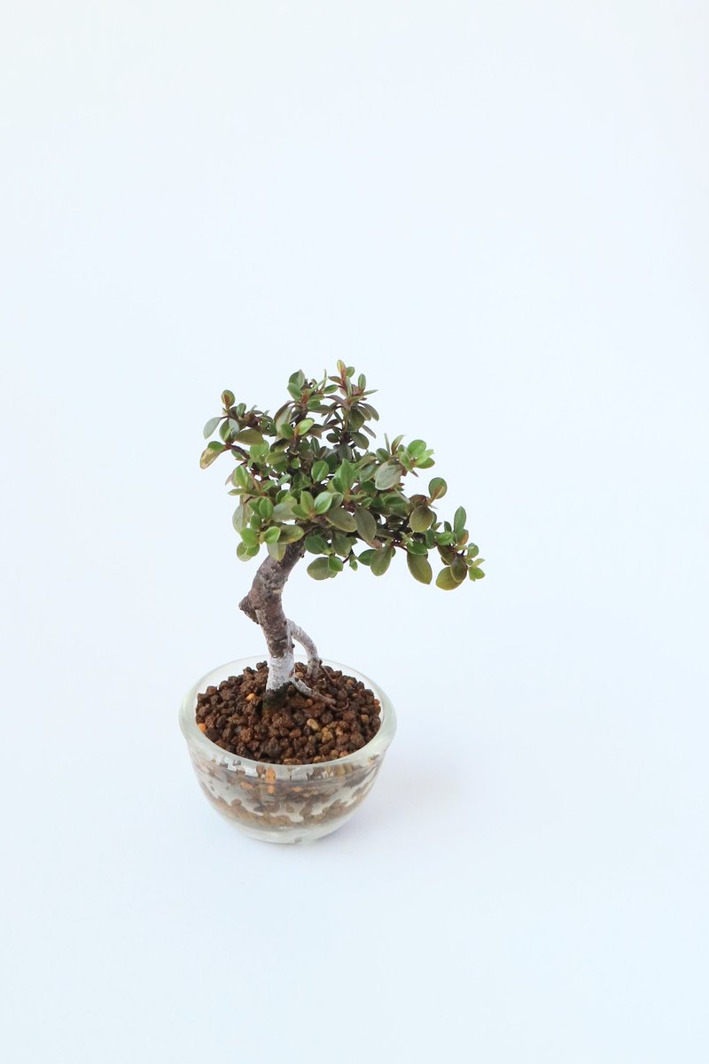 kinsyo826's tweet photo. 遅い植え替えでスッキリ
#ミニ盆栽
#自作鉢
#minibonsai https://t.co/X2dI4u2pEo