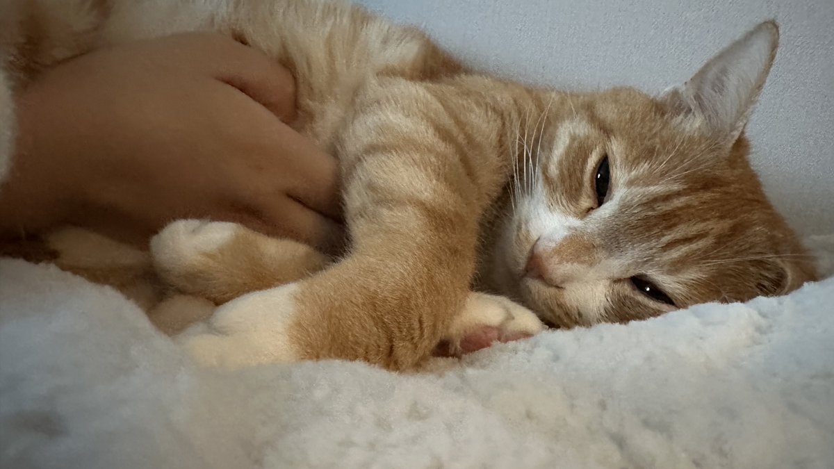 모모코코또또 tweet media