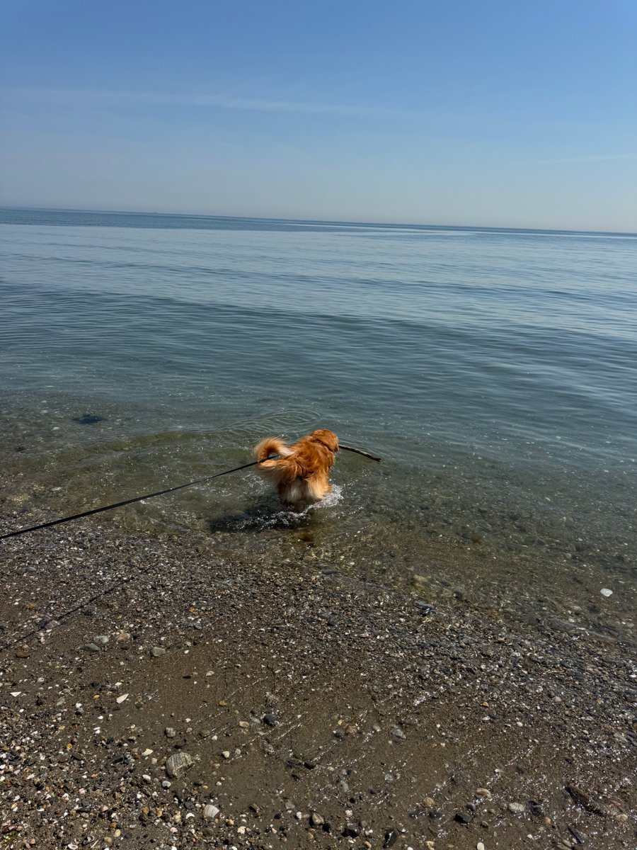 ShadowLakeDog's tweet image. Look at the size of the wave coming towards me. I’m getting brave! 😂