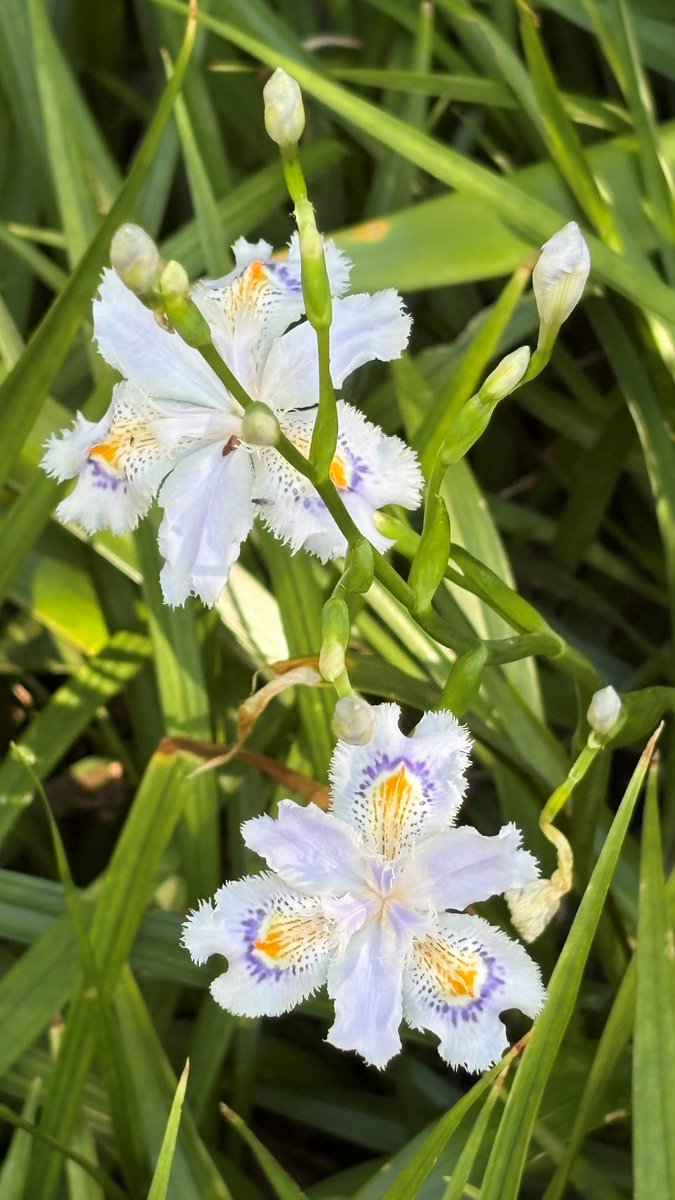 TonogayatoTeien's tweet image. #花木園 脇の園路に少しずつ #シャガ が咲き始めました。朝から日差しが強い中、淡い青紫色のお花で清涼感を感じられました(^^)/本日は紫外線対策、水分補給をお忘れなく！！

#殿ヶ谷戸庭園 #四月の庭園