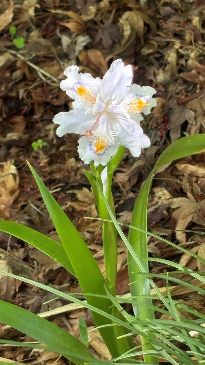 TonogayatoTeien's tweet image. #花木園 脇の園路に少しずつ #シャガ が咲き始めました。朝から日差しが強い中、淡い青紫色のお花で清涼感を感じられました(^^)/本日は紫外線対策、水分補給をお忘れなく！！

#殿ヶ谷戸庭園 #四月の庭園