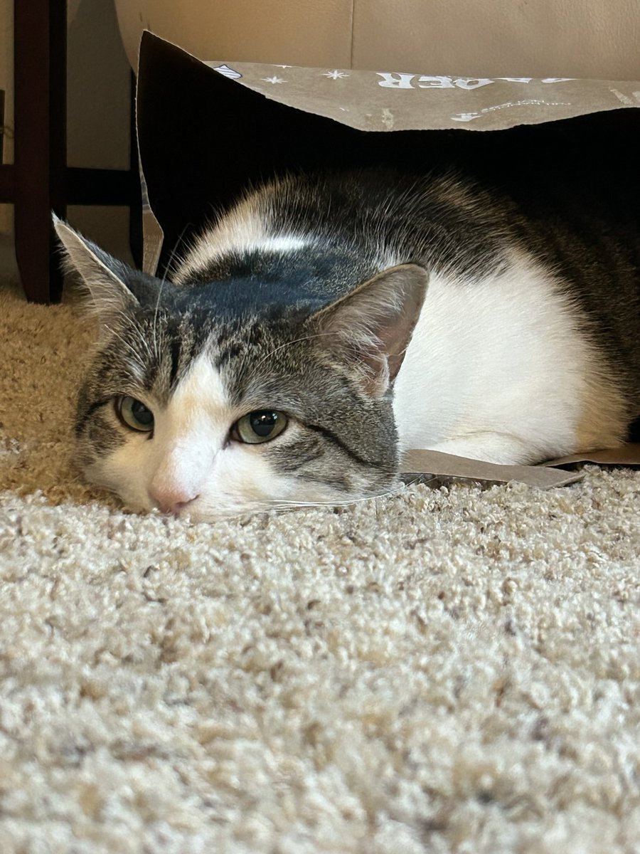 gooseydotgov's tweet image. here's some old #flashback #flatfriday goosey! ⏪🔙 

he tends to get real flat when he wants to get into things like his favorite bags 🙂‍↕️

my sister and i joke that when kitties lay flat on their tummies with their paws on their sides, they're "dinosauring" 🦕🤭