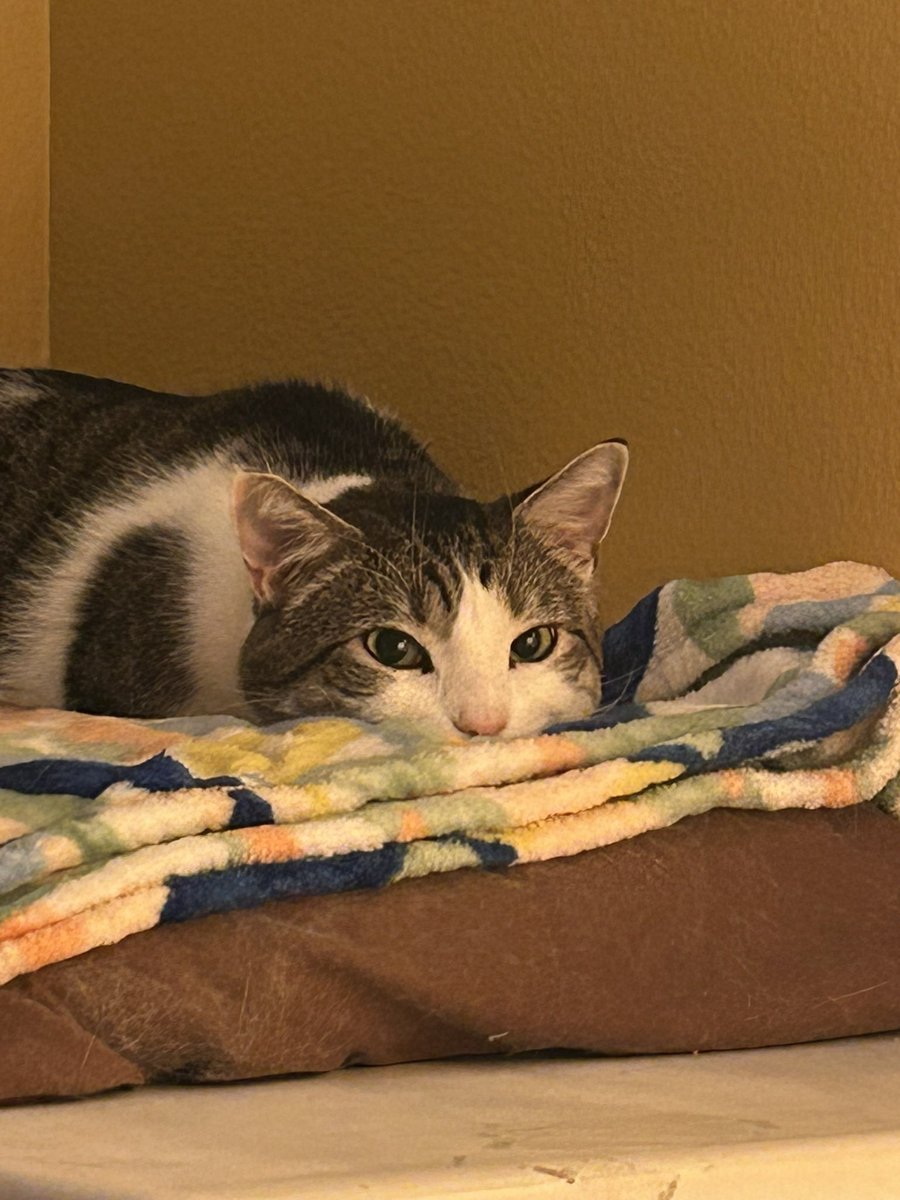 gooseydotgov's tweet image. here's some old #flashback #flatfriday goosey! ⏪🔙 

he tends to get real flat when he wants to get into things like his favorite bags 🙂‍↕️

my sister and i joke that when kitties lay flat on their tummies with their paws on their sides, they're "dinosauring" 🦕🤭