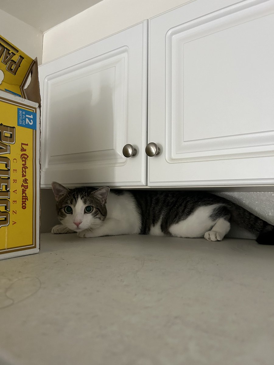 gooseydotgov's tweet image. here's some old #flashback #flatfriday goosey! ⏪🔙 

he tends to get real flat when he wants to get into things like his favorite bags 🙂‍↕️

my sister and i joke that when kitties lay flat on their tummies with their paws on their sides, they're "dinosauring" 🦕🤭