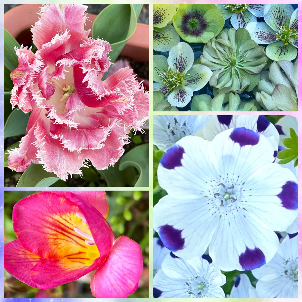 とうかとう tweet media