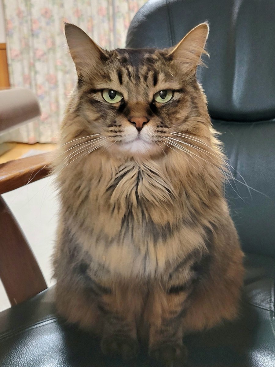 たぬ@雪の日にやって来た迷い猫 tweet media