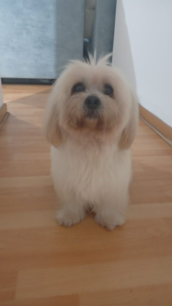 Chaski AF tweet media