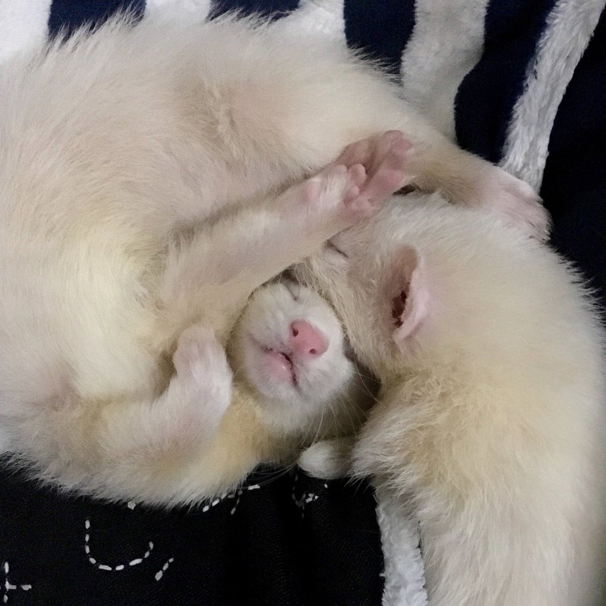 RyunohigezzZ's tweet image. 仲良し兄弟フェレット(*･ω･)
同じ夢を見てたりして…？？

#フェレット #ferrets #思い出の写真