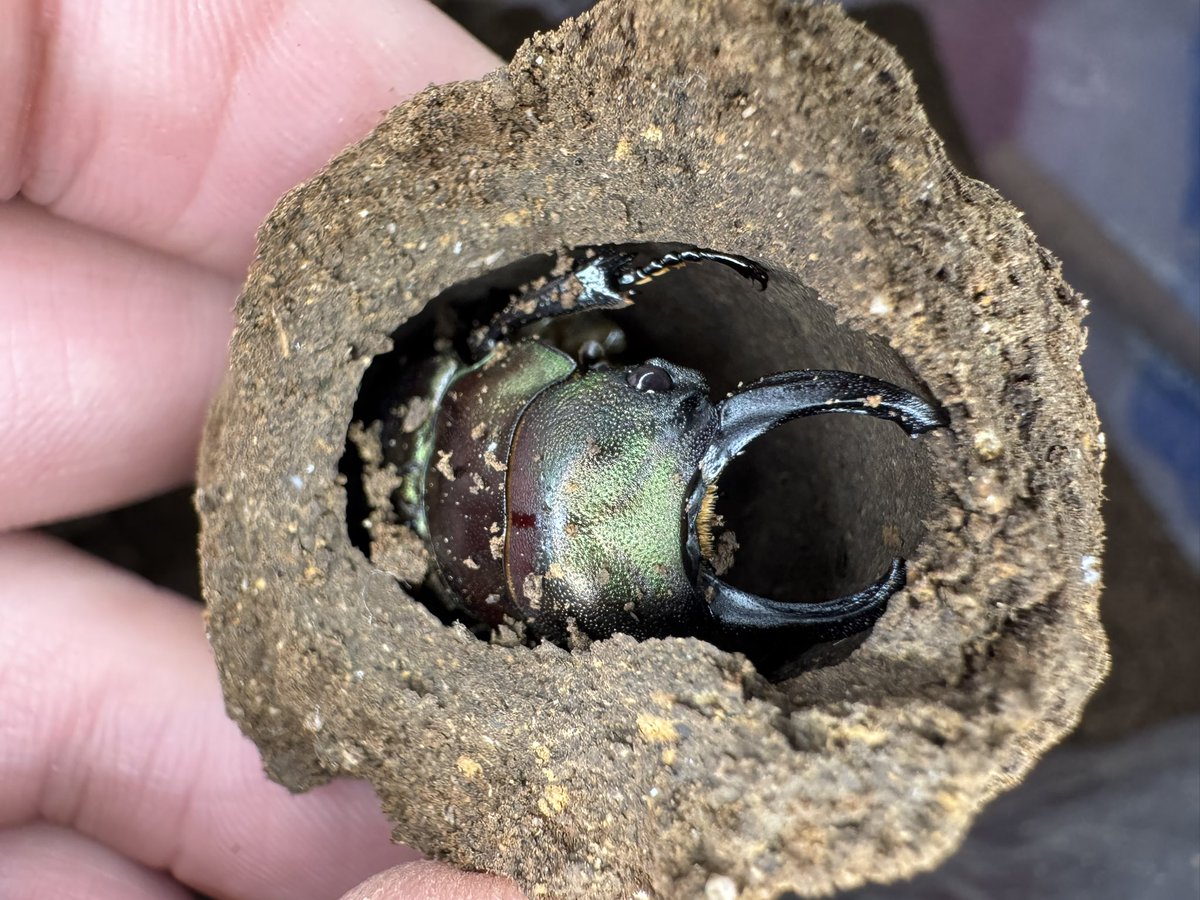 そとやま tweet media