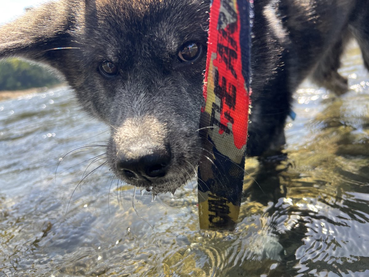 Yuuki@秋田犬しの tweet media