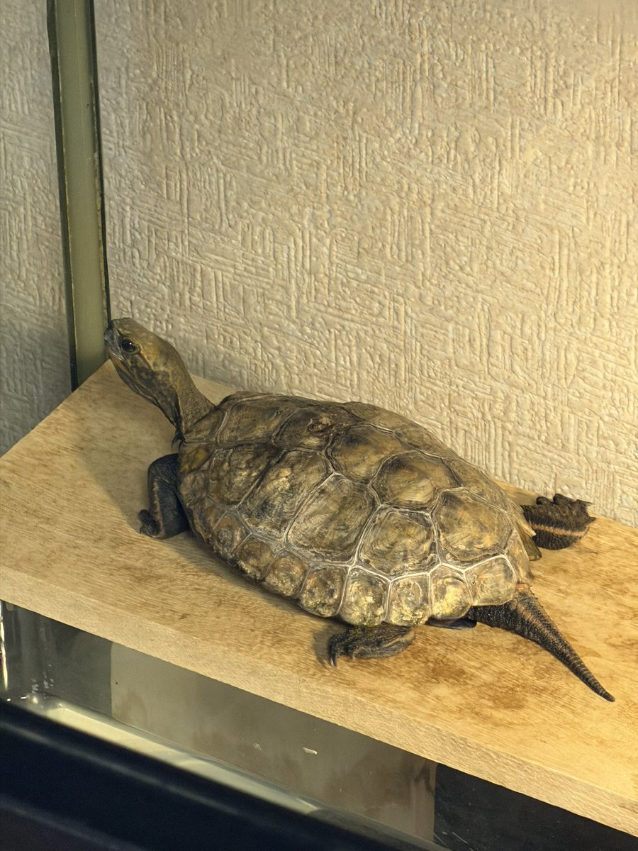 ˚✧₊⁎ALi⁎⁺˳✧༚ tweet media