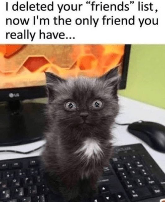 Cats and Kittens tweet media