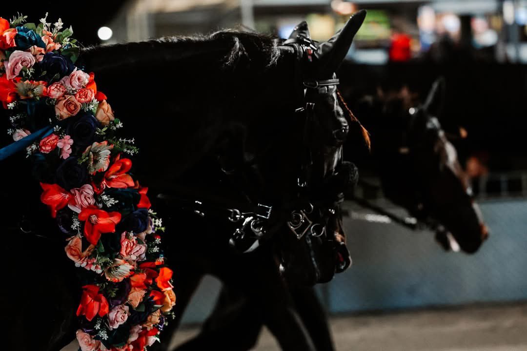 Harness Racing Australia Database Harness Racing Australia (@HarnessAUS) / Posts / X