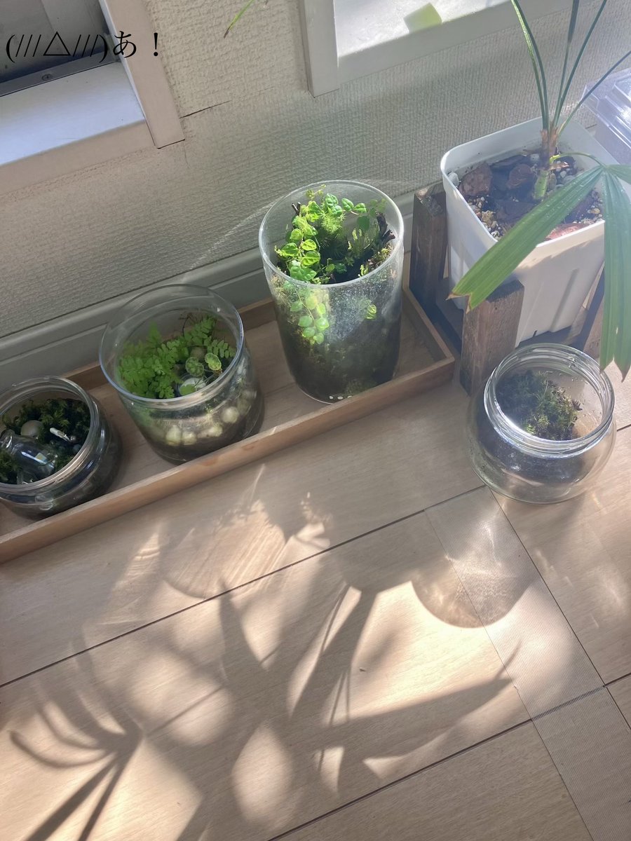 あいびー tweet media