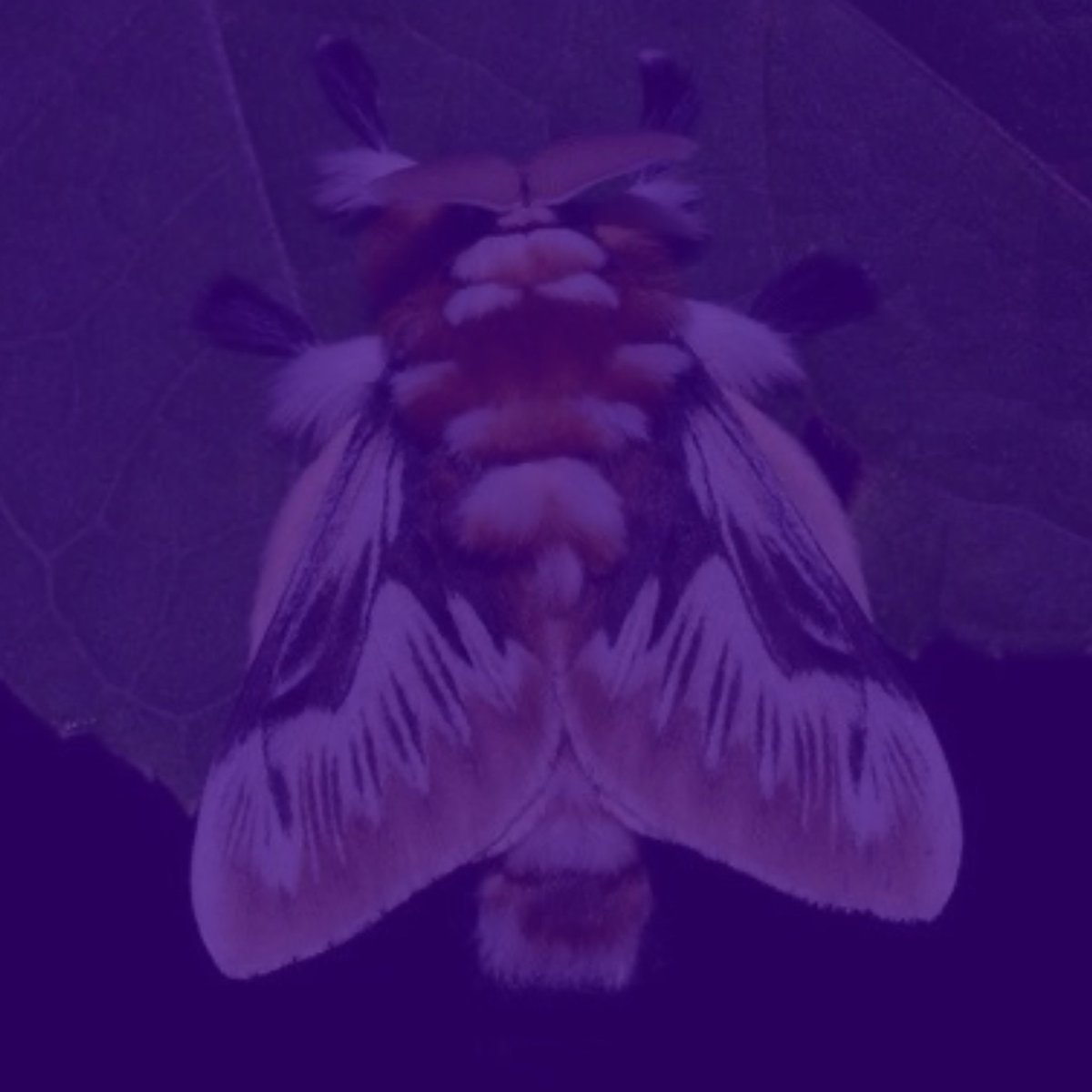 quakingc0rpse's tweet photo. #moothunt #promotwt

Quiver / Moth | '09 Male

Interests: OW2, JJBA, Naruto, music, writing, drawing, philosophy, etc.

DNI: Bigots &amp; Venture Dupes

Like/RT + IFB

#mothtwt #poetrytwt #yumetwt #mentallyunwell https://t.co/XtDVtkX4rR
