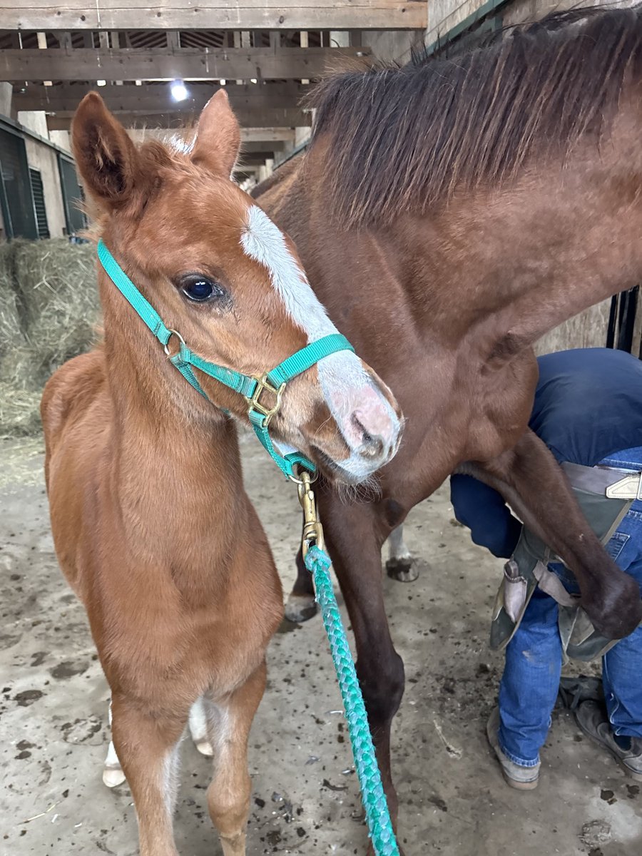 牧場主ゆーすけのサブアカウント😈 tweet media