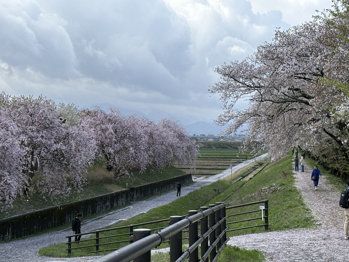 kai8you's tweet photo. 散歩がてら舟川べりへ😊
風が強く桜吹雪がまた良い感じ😍
道路もピンクの絨毯敷き詰めた感じで良かったよ https://t.co/kNjzTyqZ9u