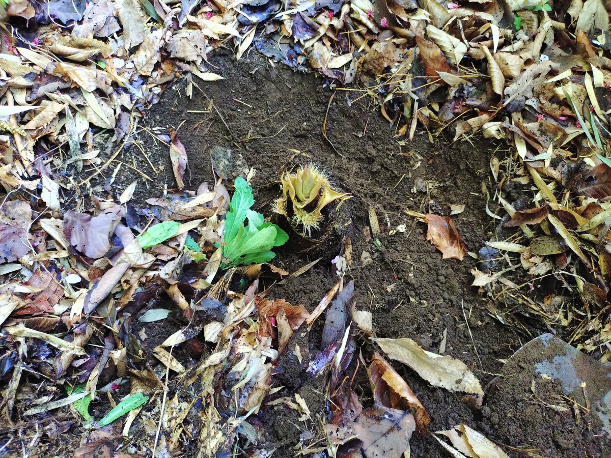 ばんどうＮＳ２２８ tweet media