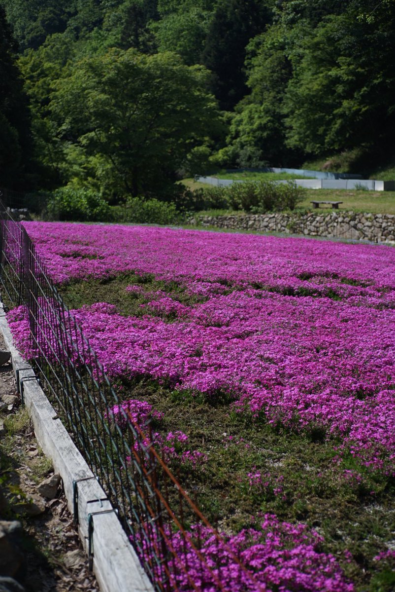 なおやん tweet media