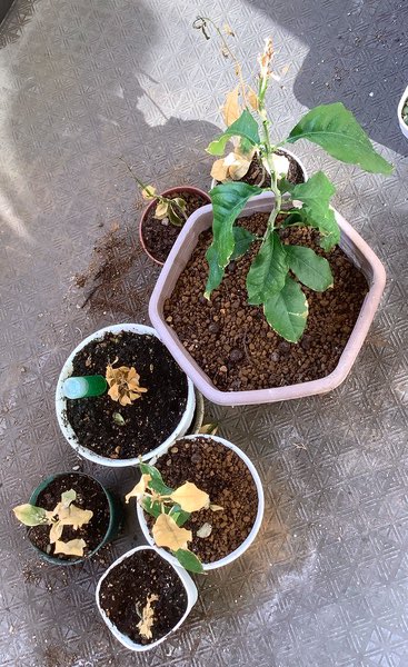 「この3月、大きな鉢に植え替えたら片っ端から枯れてきていたレモンの苗。 半分を肥料」|かずはしとも【新刊WEBコミックス春に2冊発売！】のイラスト