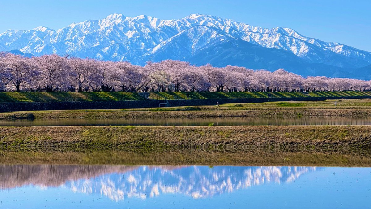hirori_hiro's tweet photo. 2026.4.8
あさひ舟川「春の四重奏」（富山）

ずっと一度行きたいと思い続けていた場所

残雪の北アルプス、舟川べりの桜並木、チューリップ、菜の花が同時に見頃を迎える絶景スポット。

この日は菜の花が間に合わずで三重奏であったも、目の前に広がる大パノラマの絶景にただただ感動🥹🏔️🌸🌷✨✨✨ https://t.co/M7jZS7Do3a