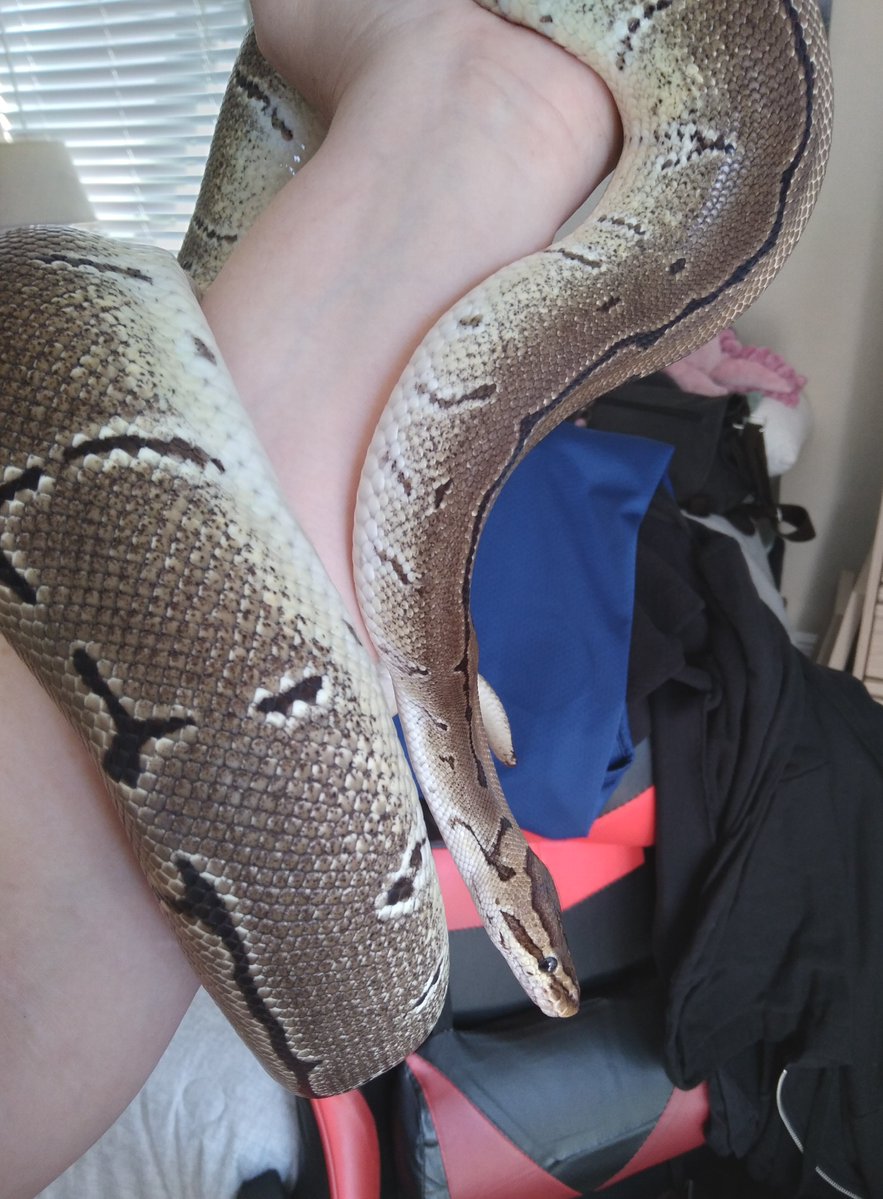 AngelaDeRiso-Artist tweet media