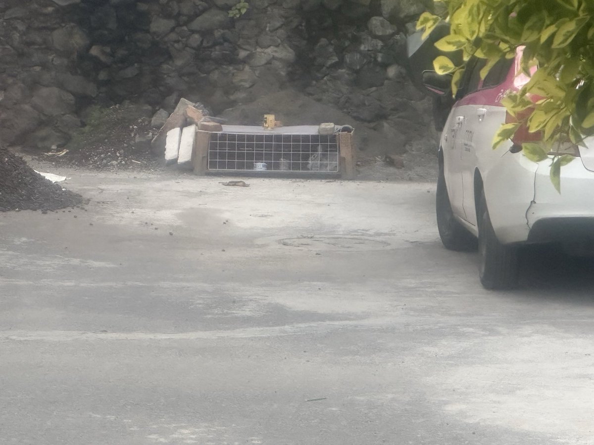 Daniela Reyes Romero tweet media