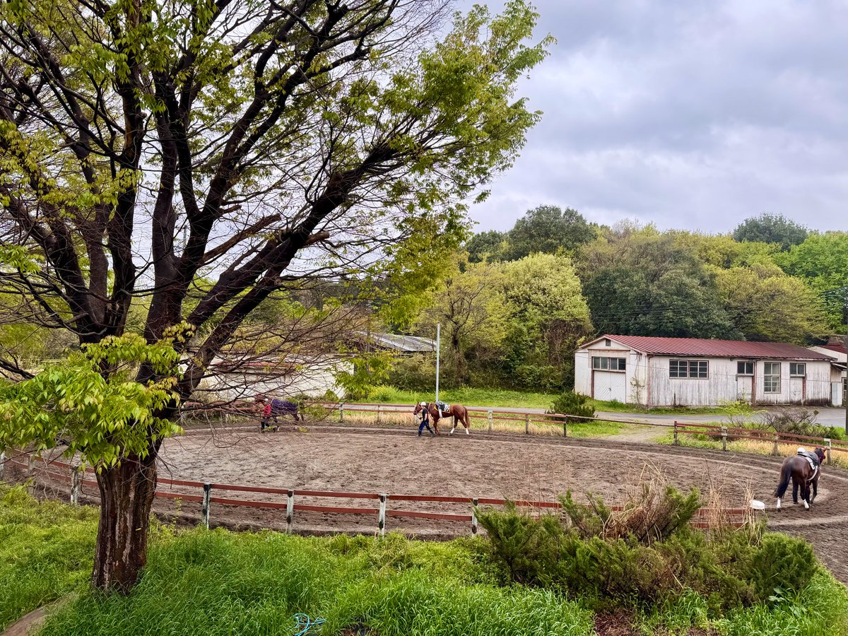福田真広厩舎 / 大井競馬場小林分場 tweet media
