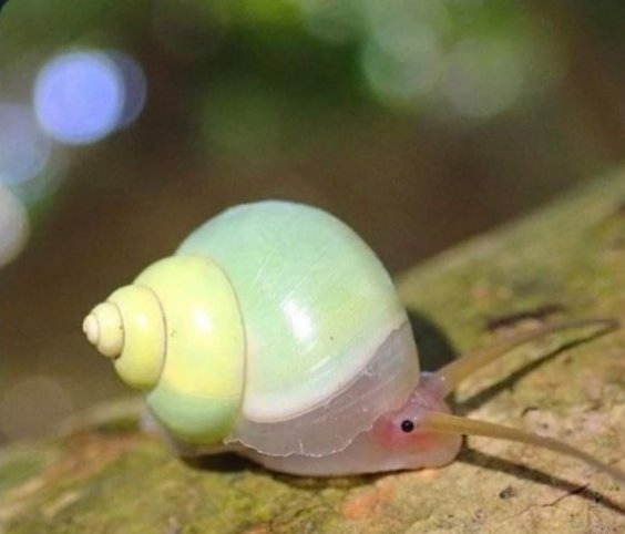 Acc Pending tweet media