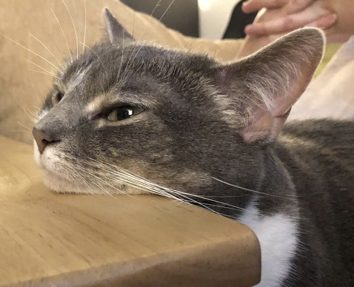 professional cat-ifyer of the HR cast tweet media