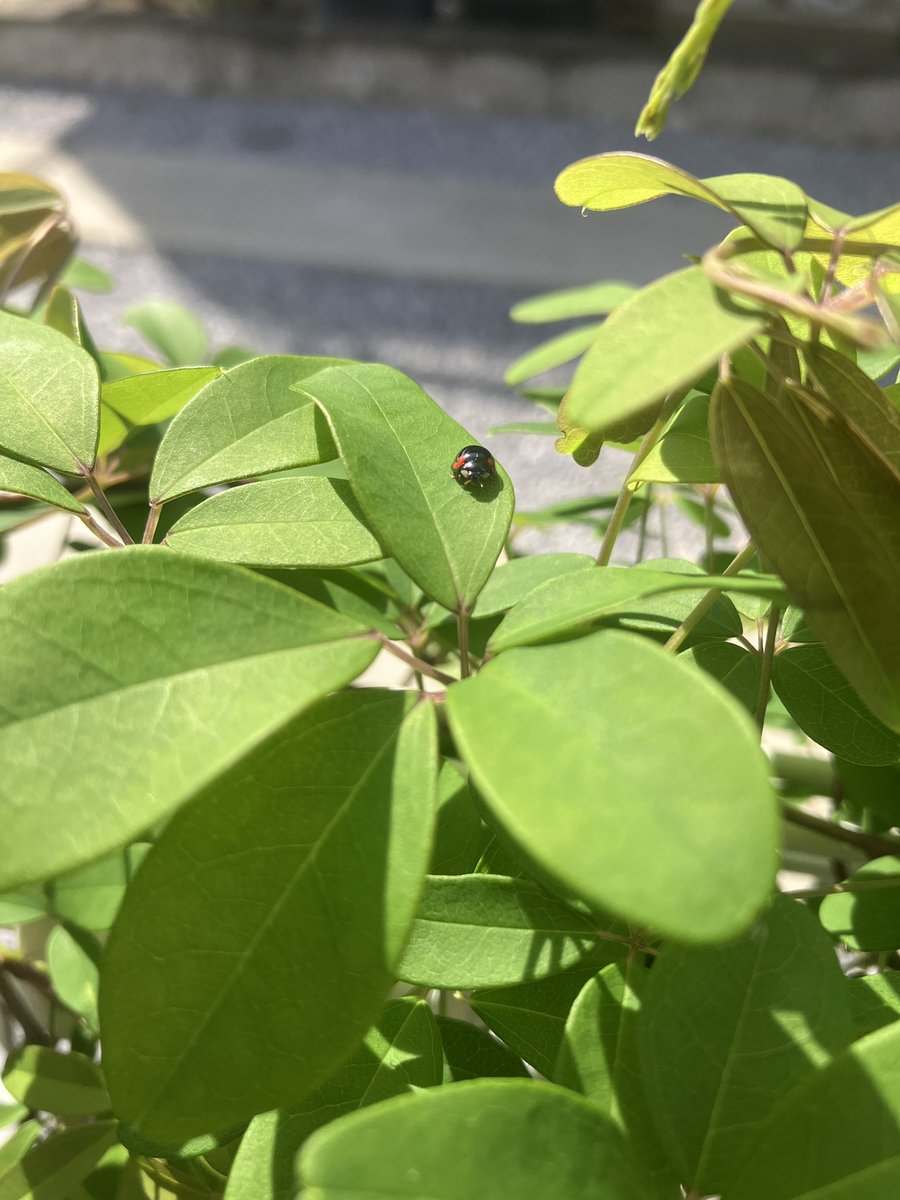 ぽむすけ🌴 tweet media