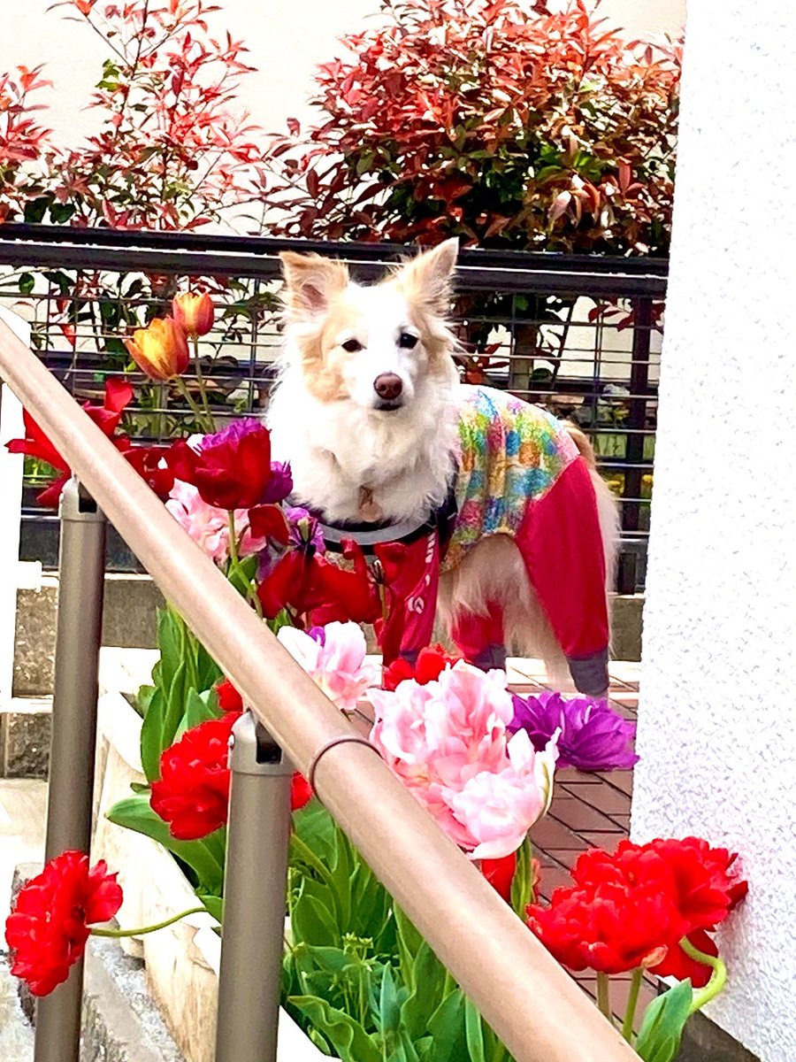 ruby_20210408's tweet photo. ⁡脳腫瘍摘出手術後、順調に回復していたのですが、

空気が溜まり髄液が垂れるようになりました

月曜日に再手術をして、腰椎から腹腔にシャントを入れます
⁡
効かない場合、再度開頭手術になります

コメント本当にありがとうございます🐕💗

お返事出来ずすみません(>_<)

手術頑張ってきます❣️ https://t.co/nlRHpaIBMZ