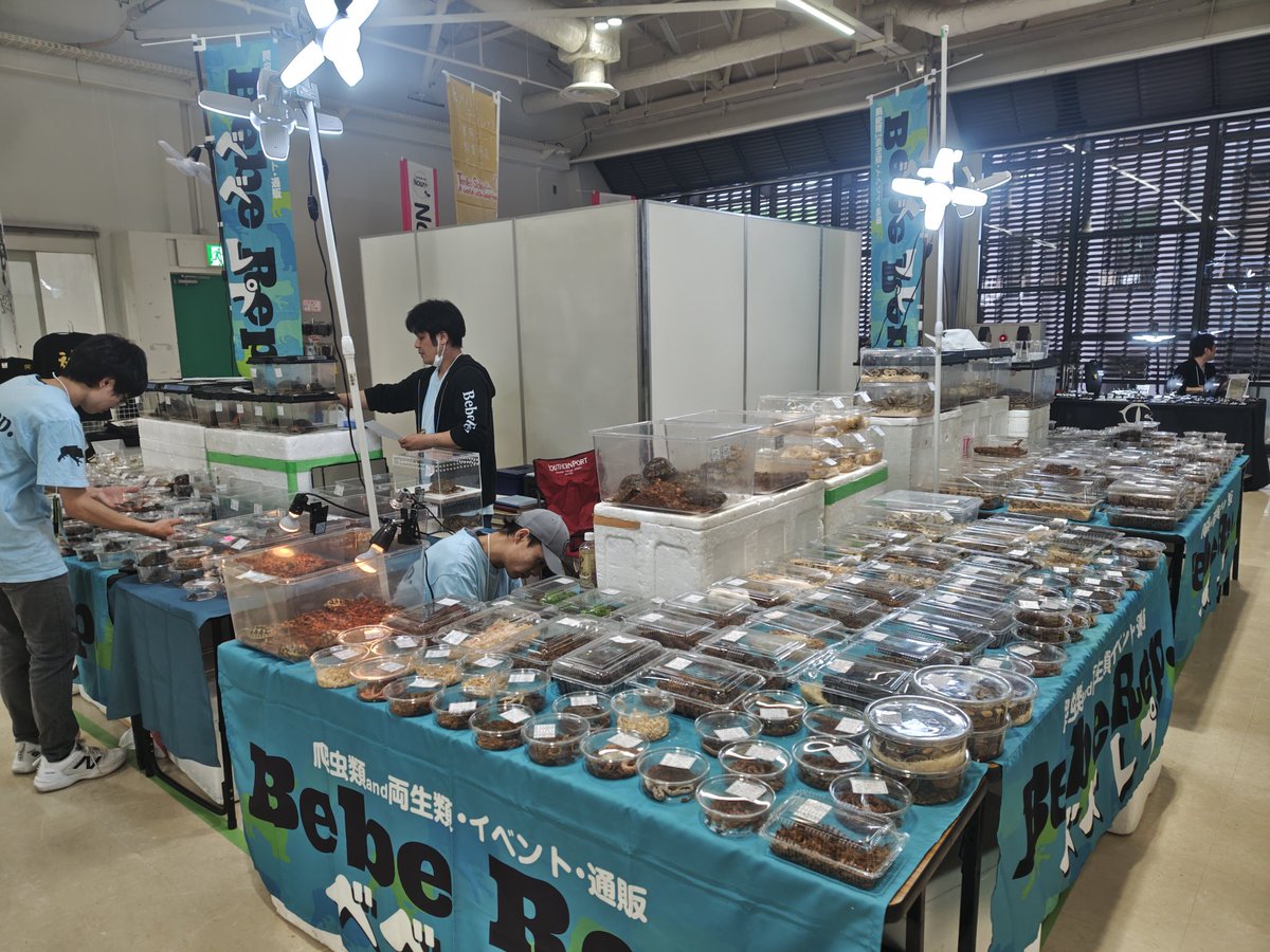 (合)Bebe Rep.(べべれぷ)5/30.31【九州爬虫類フェス【福岡】】に出店します tweet media